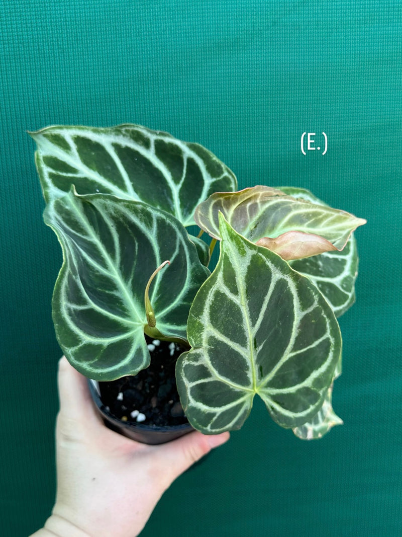 Anthurium crystallinum hybrid NEW
