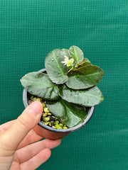 Begonia thelmae (species)