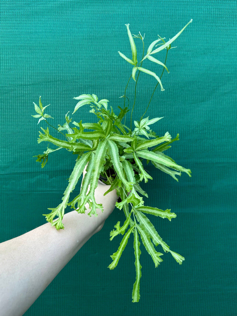 Pteris Fern Unknown 2