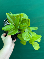 Schindapsus Treubii Moonlight