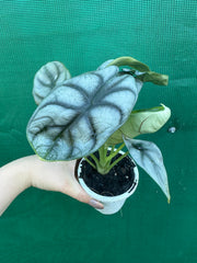 Alocasia ‘Silver Dragon’