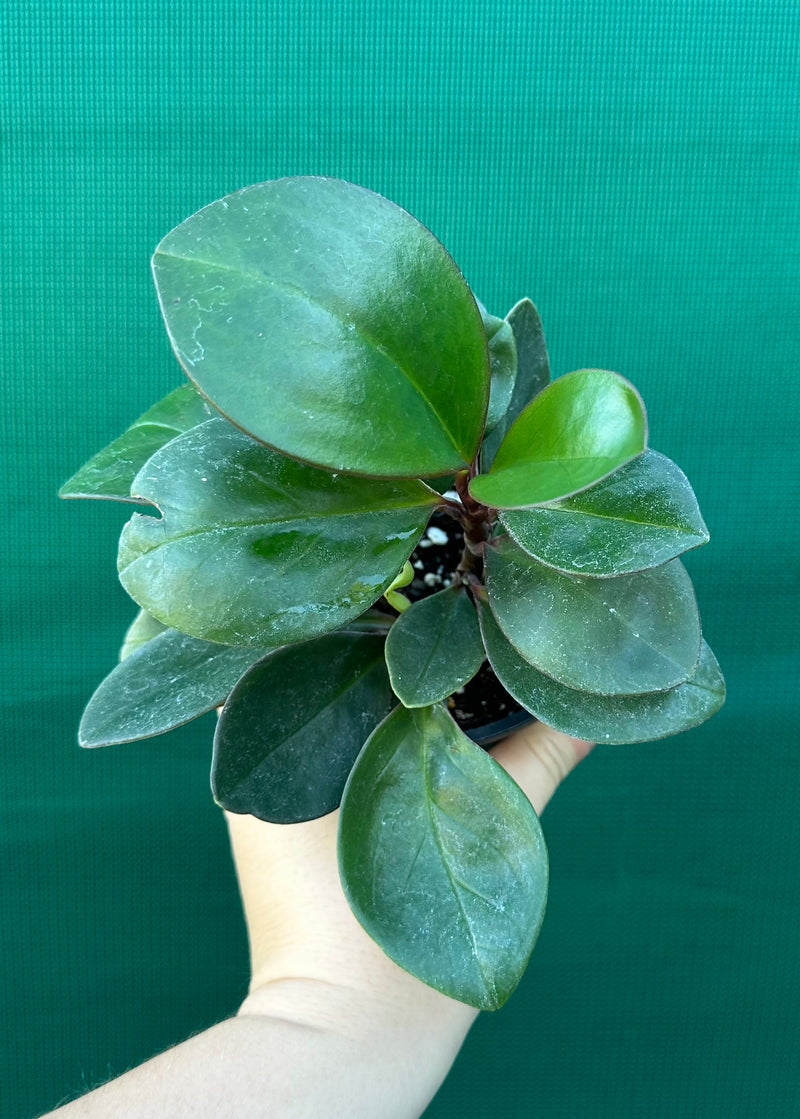 Peperomia ‘Red Edge’