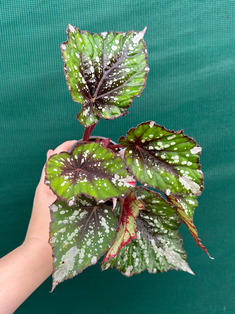 Begonia NOID 66