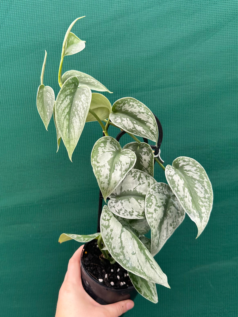 Schindapus Pictus Exotica