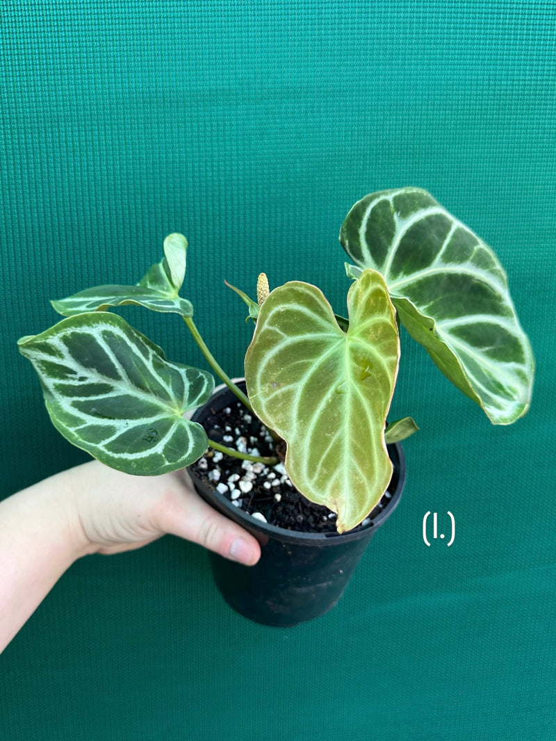 Anthurium crystallinum hybrid NEW
