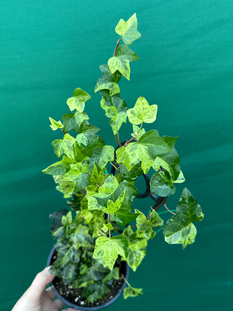 Hedera Ivy ‘Stardust’