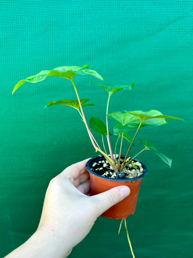 Syngonium 'Shamrock'