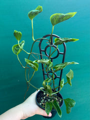 Epipremnum Shangri La