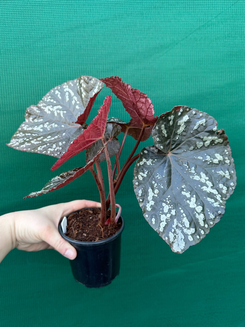 Begonia ‘Silver Galaxy’