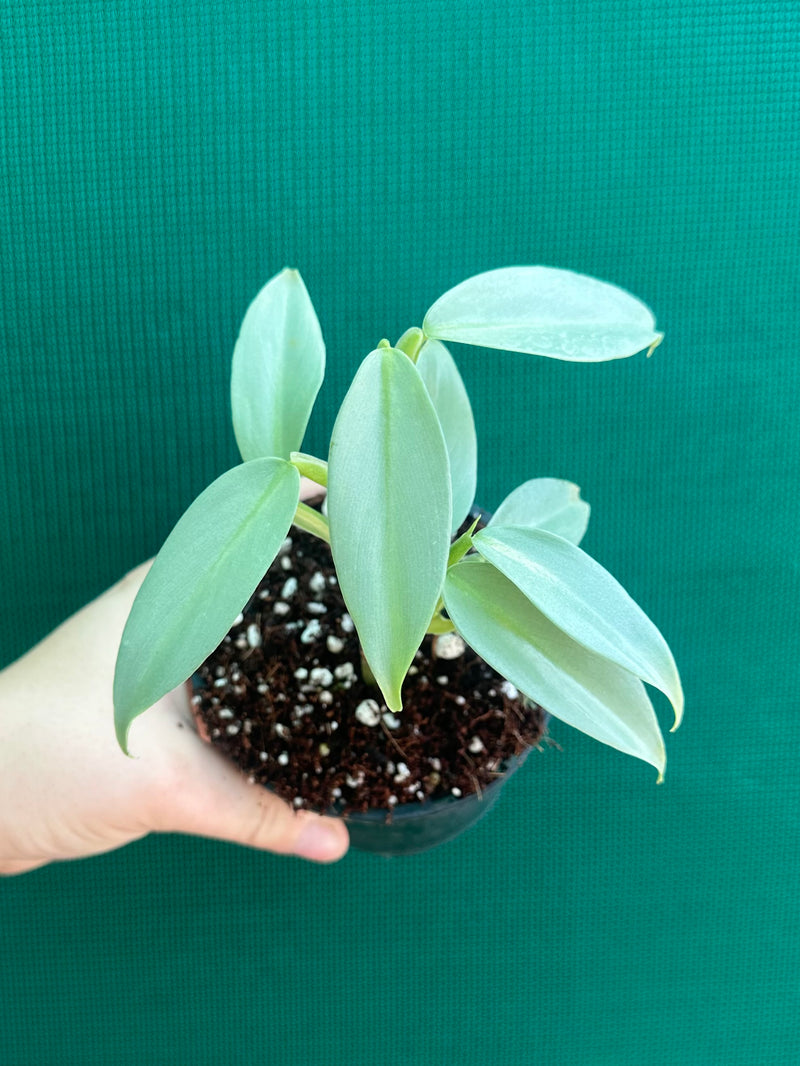Philodendron hastatum