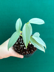 Philodendron hastatum