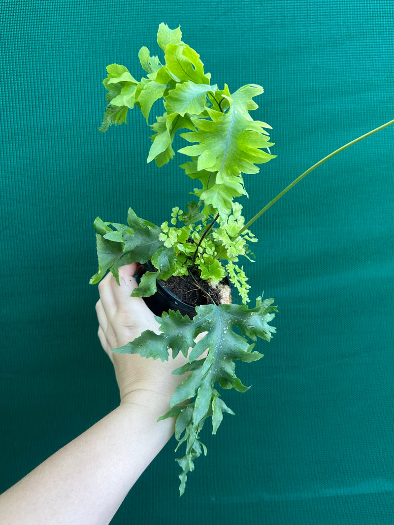 Phlebodium Aureum 'Davana’