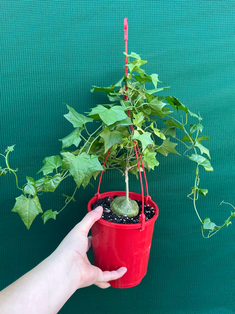 Gerrardanthus macrorhizus