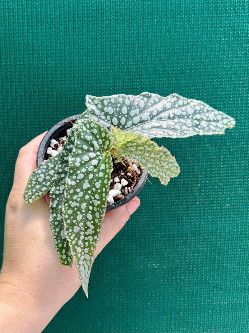 Begonia ‘White Ice’