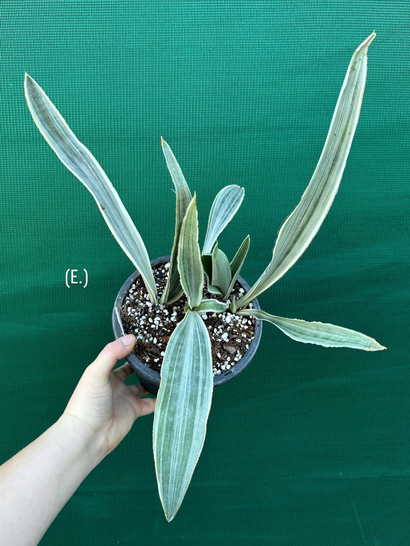 Sansevieria ‘Siam Silver’ NEW