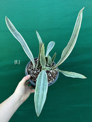 Sansevieria ‘Siam Silver’ NEW