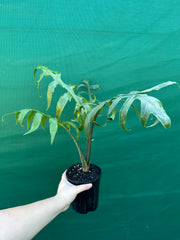 Alocasia brancifolia NEW