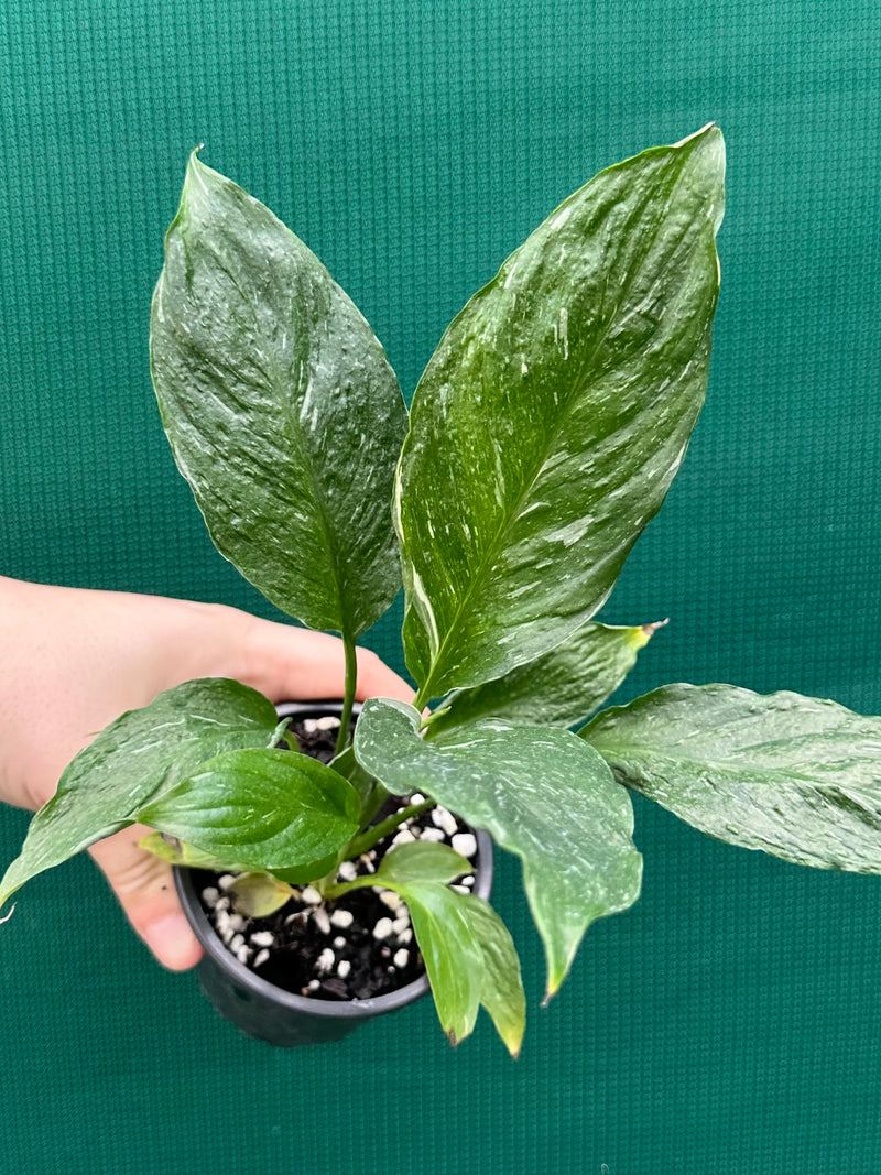 spathiphyllum domino peace lily Spathiphyllum 'Domino'