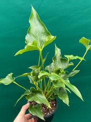 Anthurium ferrierense crisped NEW