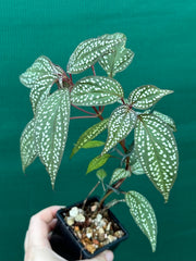 Sonerila maculata NEW