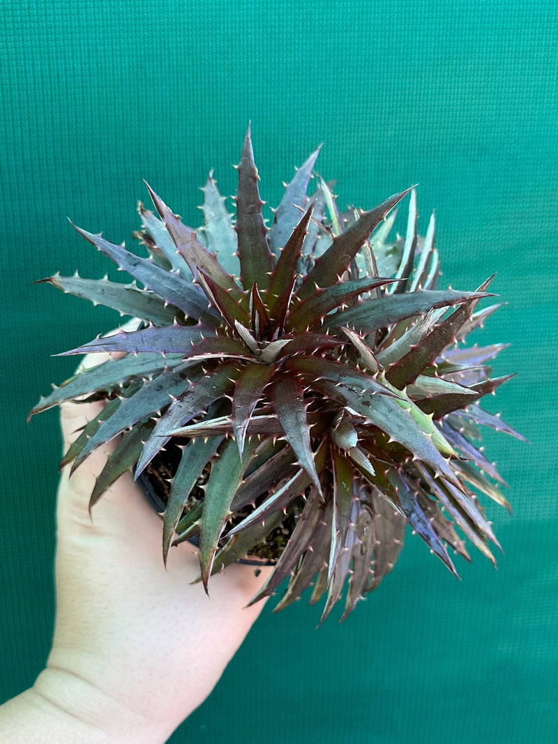 Dyckia