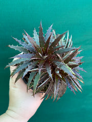Dyckia