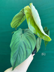 Philodendron sp Colombia NEW