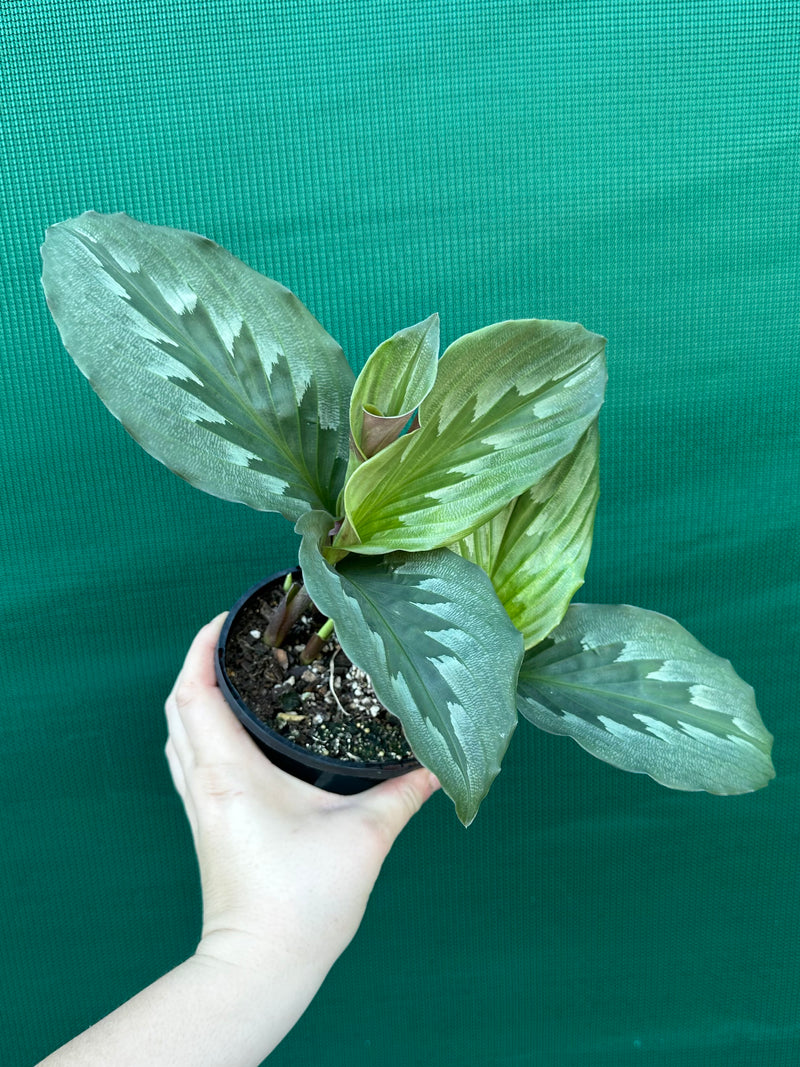 Kaempferia ‘Velvet Butterfly’ NEW