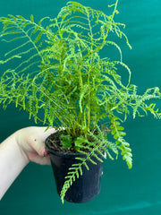 Pteris Fern Unknown 2