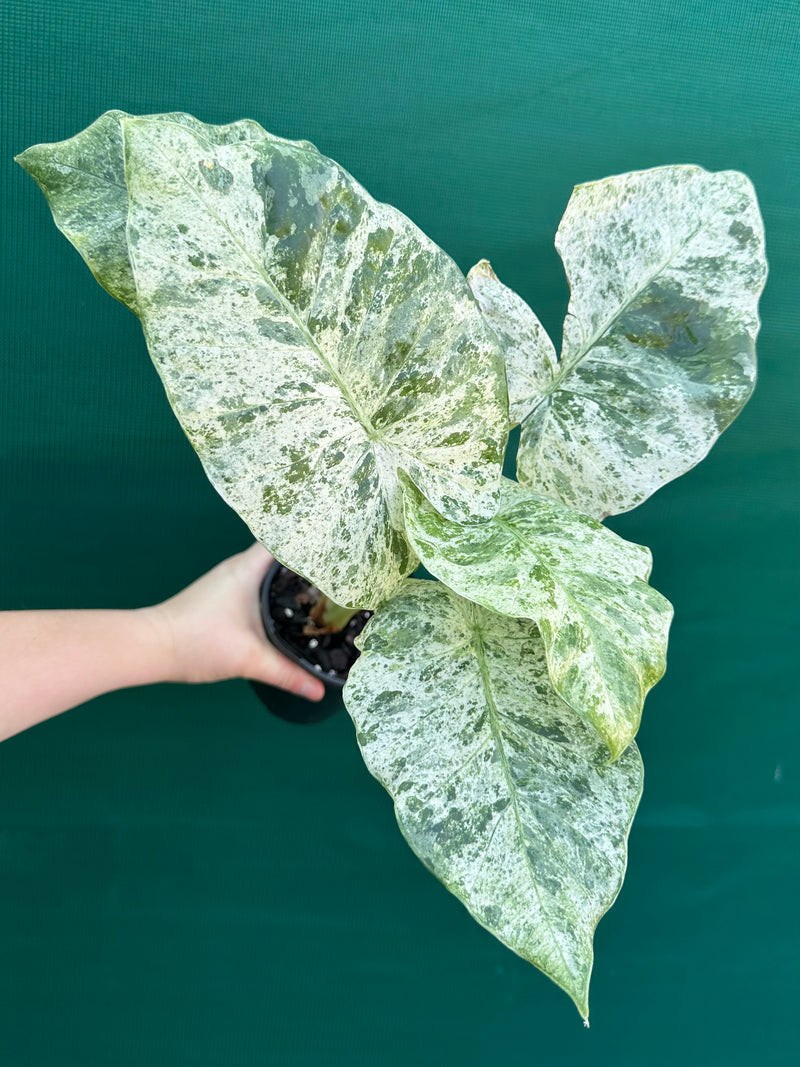 Alocasia odora batik ‘Splash’