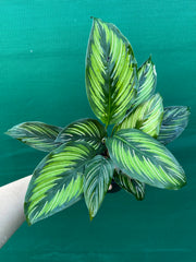 Calathea ‘Ornata’