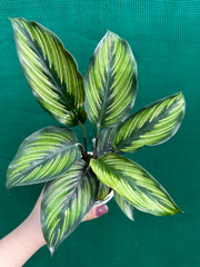 Calathea ‘Ornata’