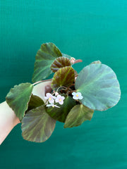 Begonia tagbanua variegated NEW