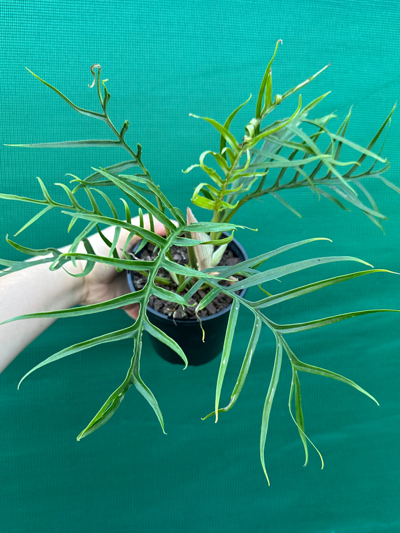 Philodendron ‘Tortum’