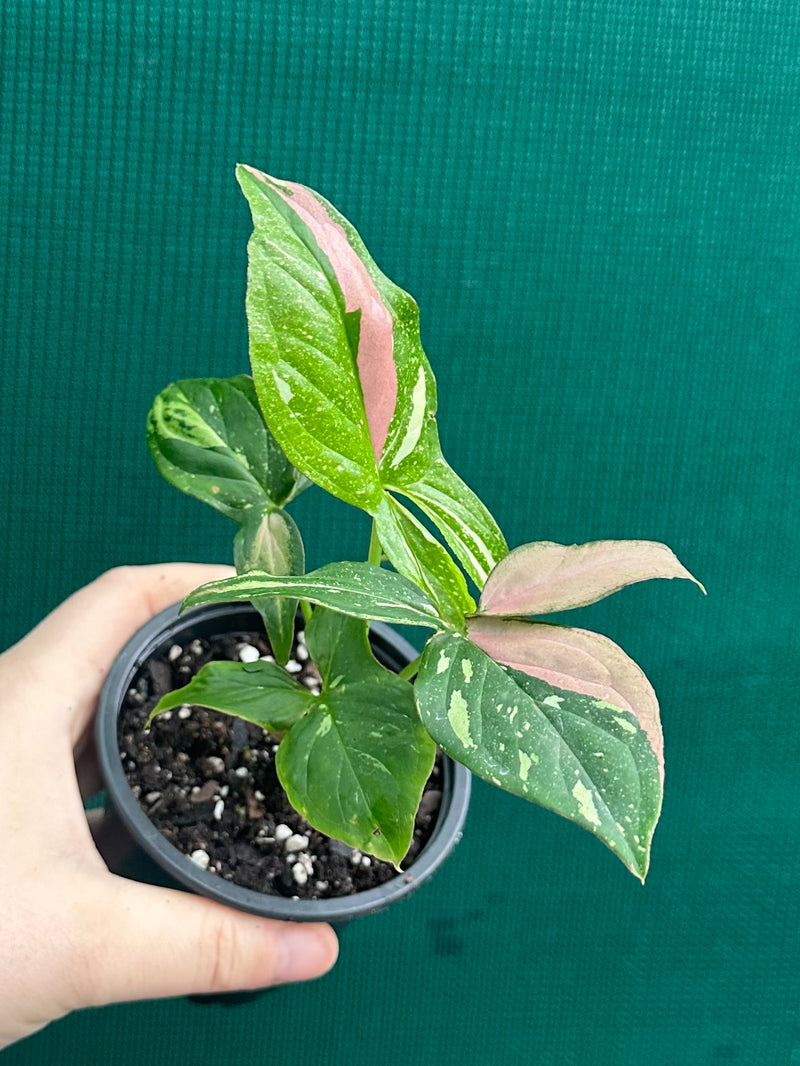 Syngonium ‘Red Spot Tri-Colour’