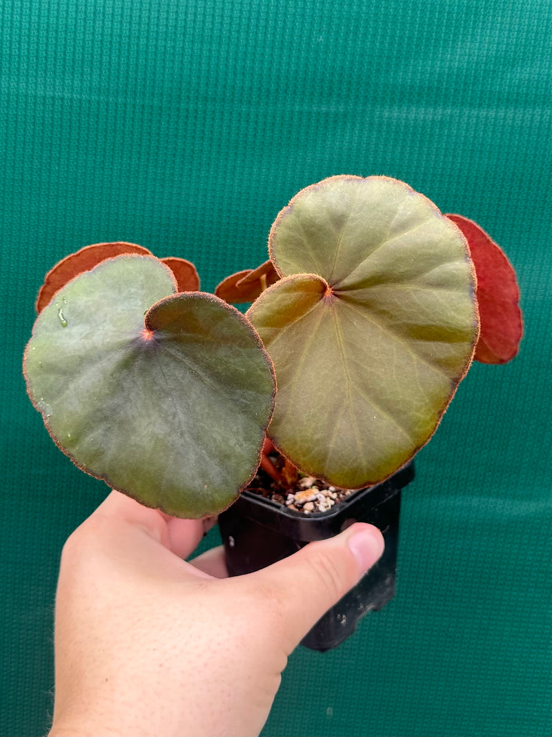 Begonia Lyman-Smithii