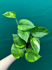 Pothos 'Green Queen’