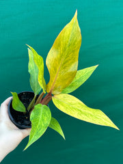 Philodendron ‘Orange Marmalade’ NEW