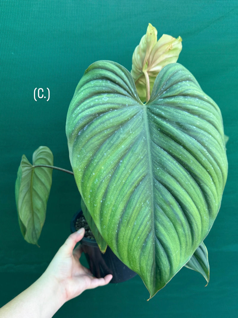 Philodendron sp Colombia NEW
