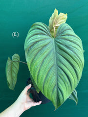 Philodendron sp Colombia NEW