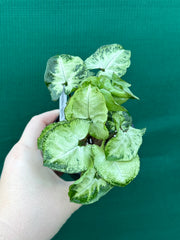 Syngonium 'Pixie'