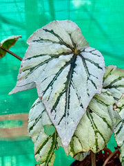 Begonia NOID 13