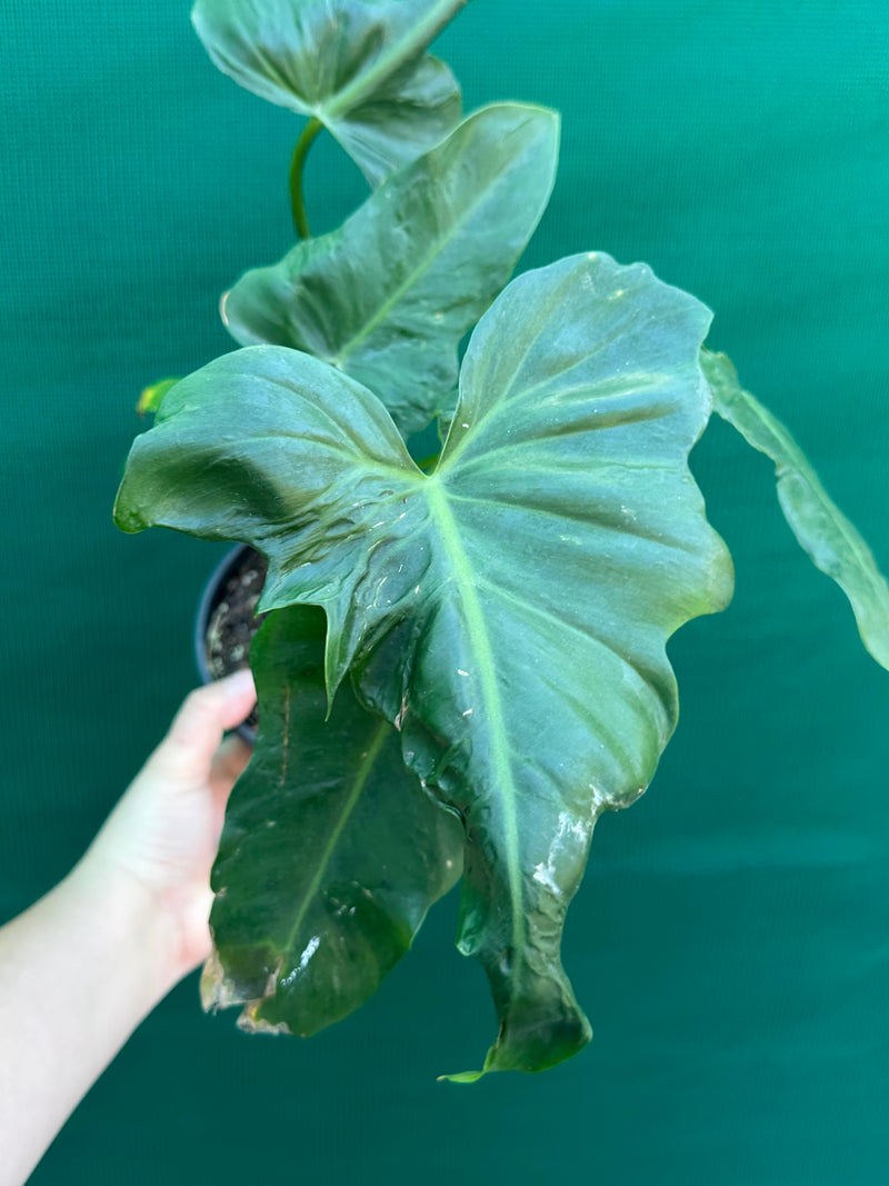 Philodendron ‘Golden Dragon’ NEW