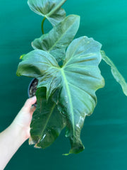 Philodendron ‘Golden Dragon’ NEW