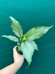Spathiphyllum ‘Platinum Mist’