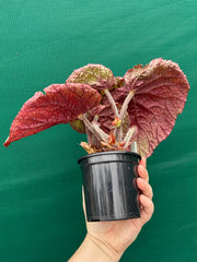 Begonia ‘Logan Beauty’