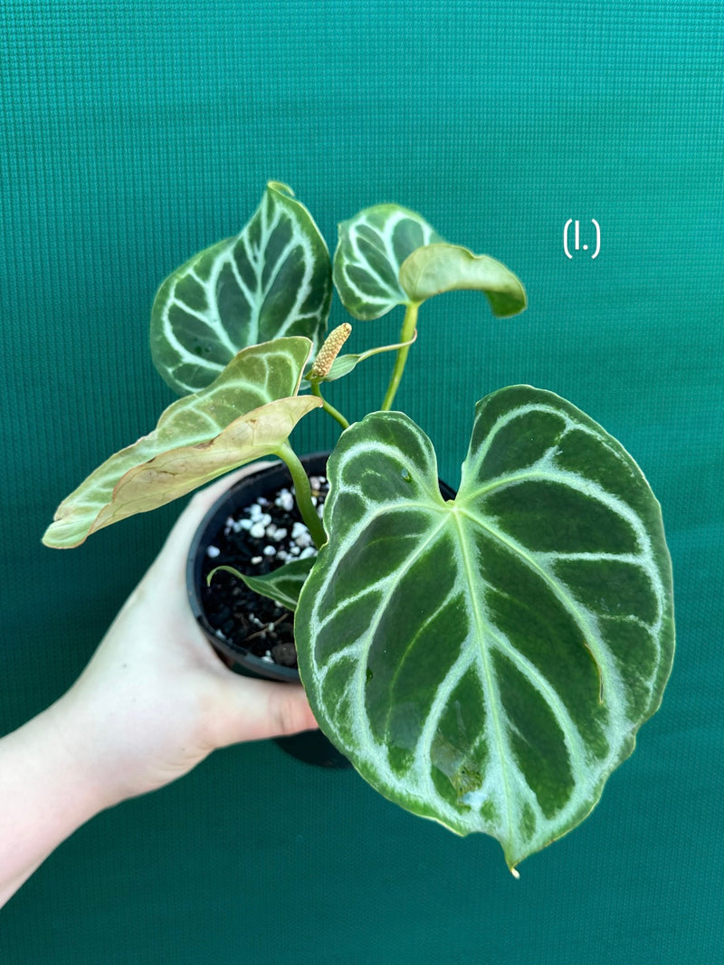 Anthurium crystallinum hybrid NEW