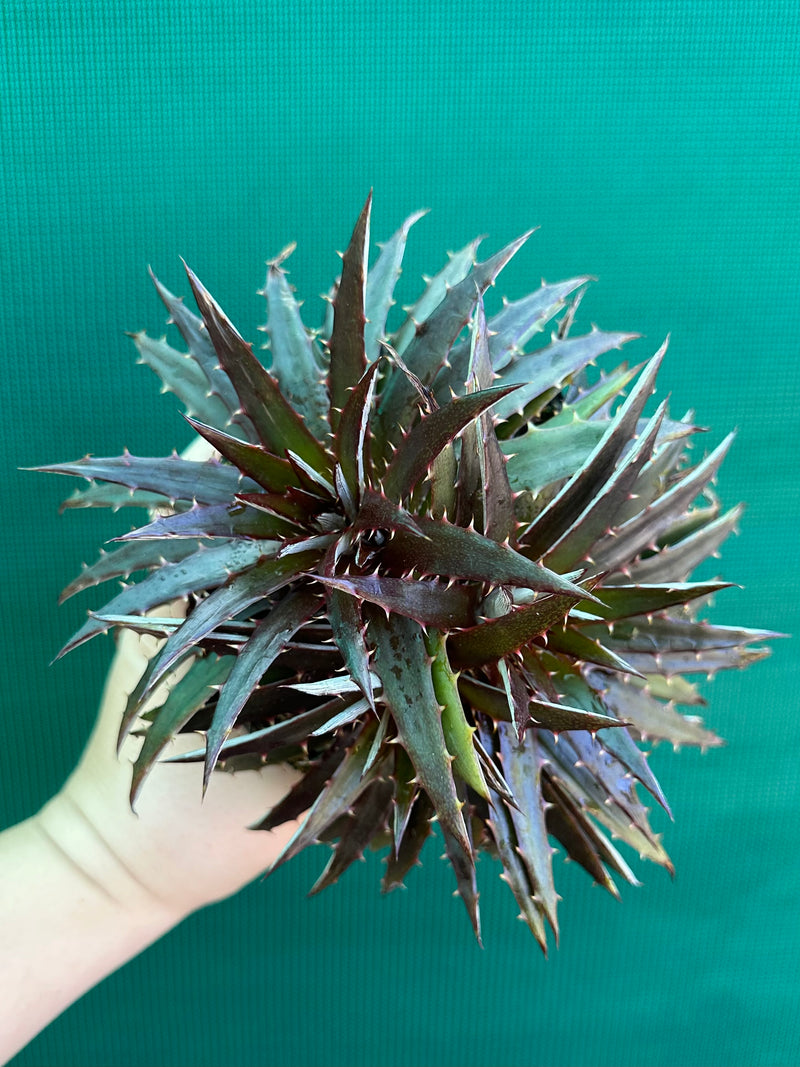 Dyckia