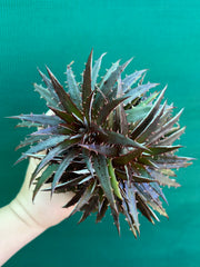Dyckia