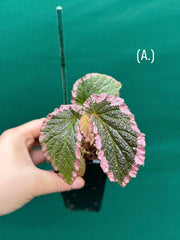 Begonia fulvovillosa (U012) NEW